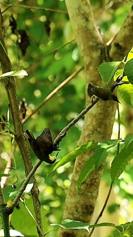 Mikat burung masteran langsung lengket ##reels #mikatburung # ...