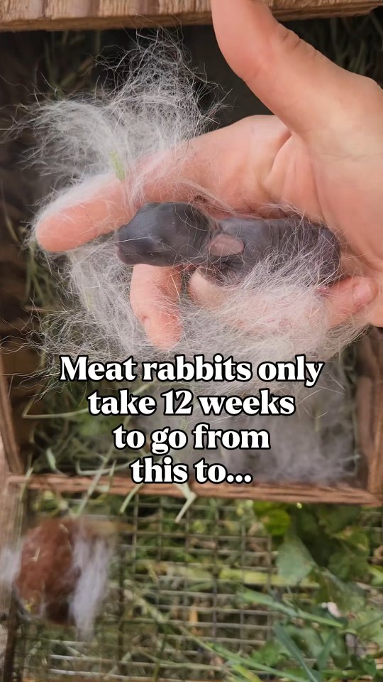 Meat rabbits are so underrated and under utilized! 🐇 They provide us ...