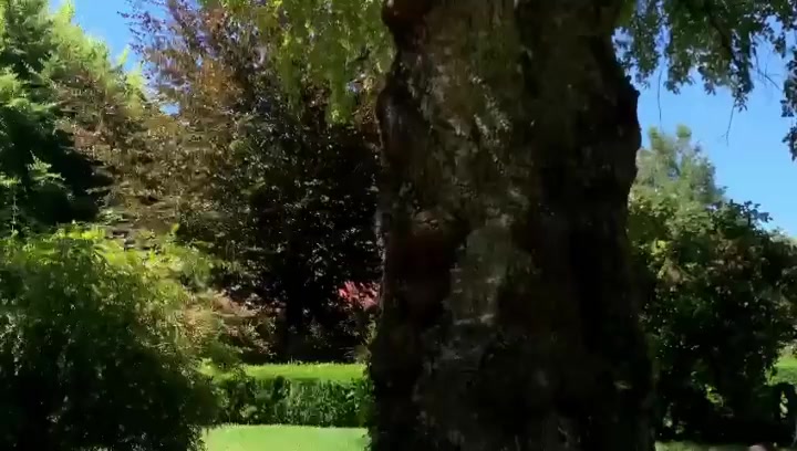 Cada lunes les invitaremos a conocer los árboles 🌳 del campus de Los ...