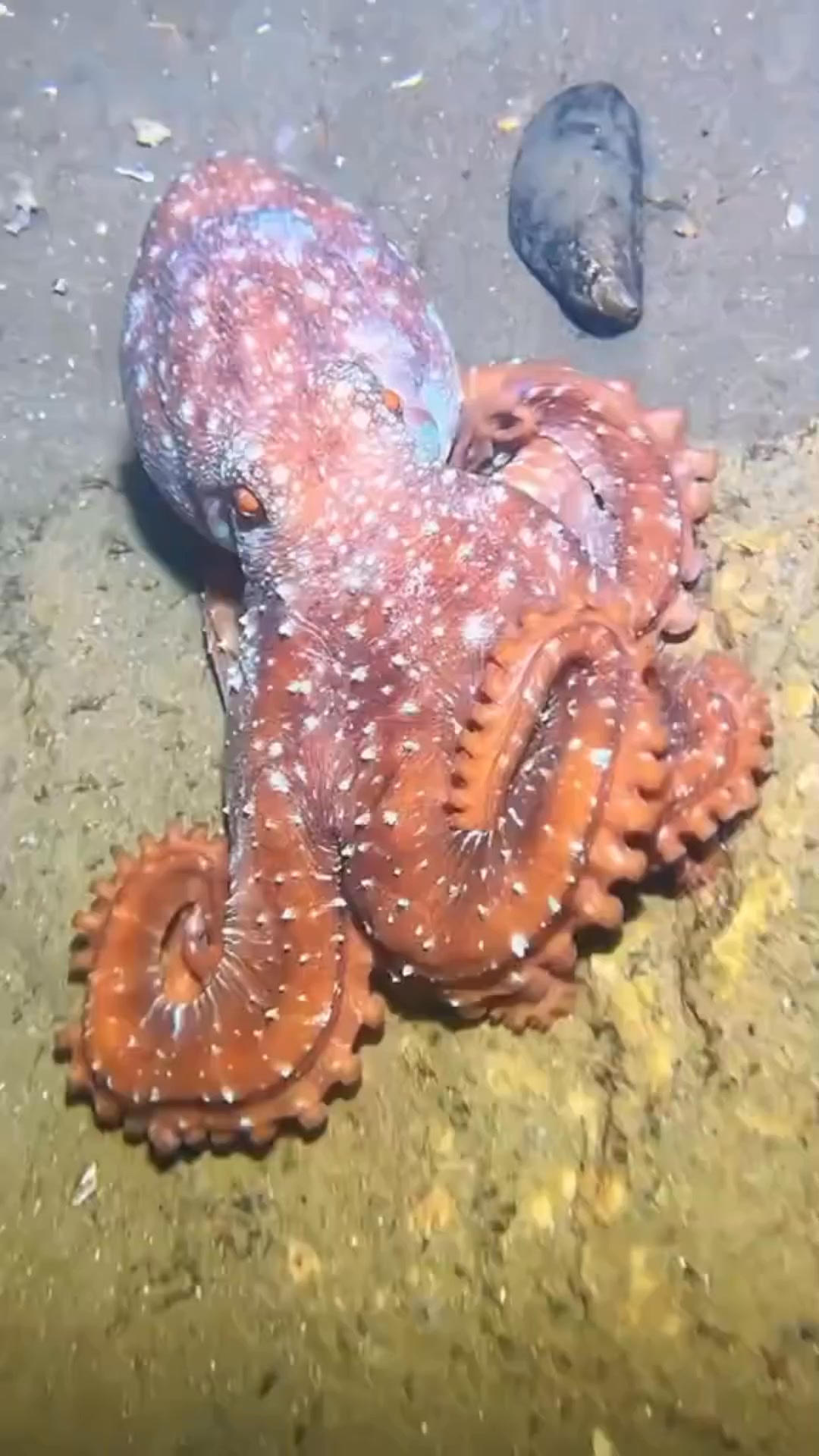 Octopus #viralreels #reelsviralシfb #viralreelschallenge #viralpost # ...