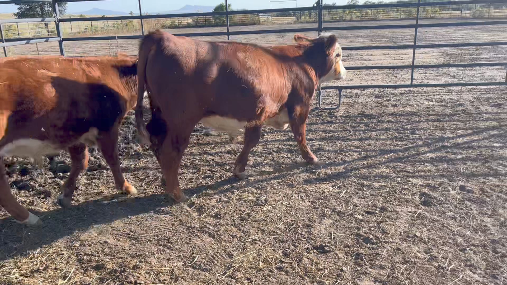 Wellspring Ranch & Stables | Raton NM