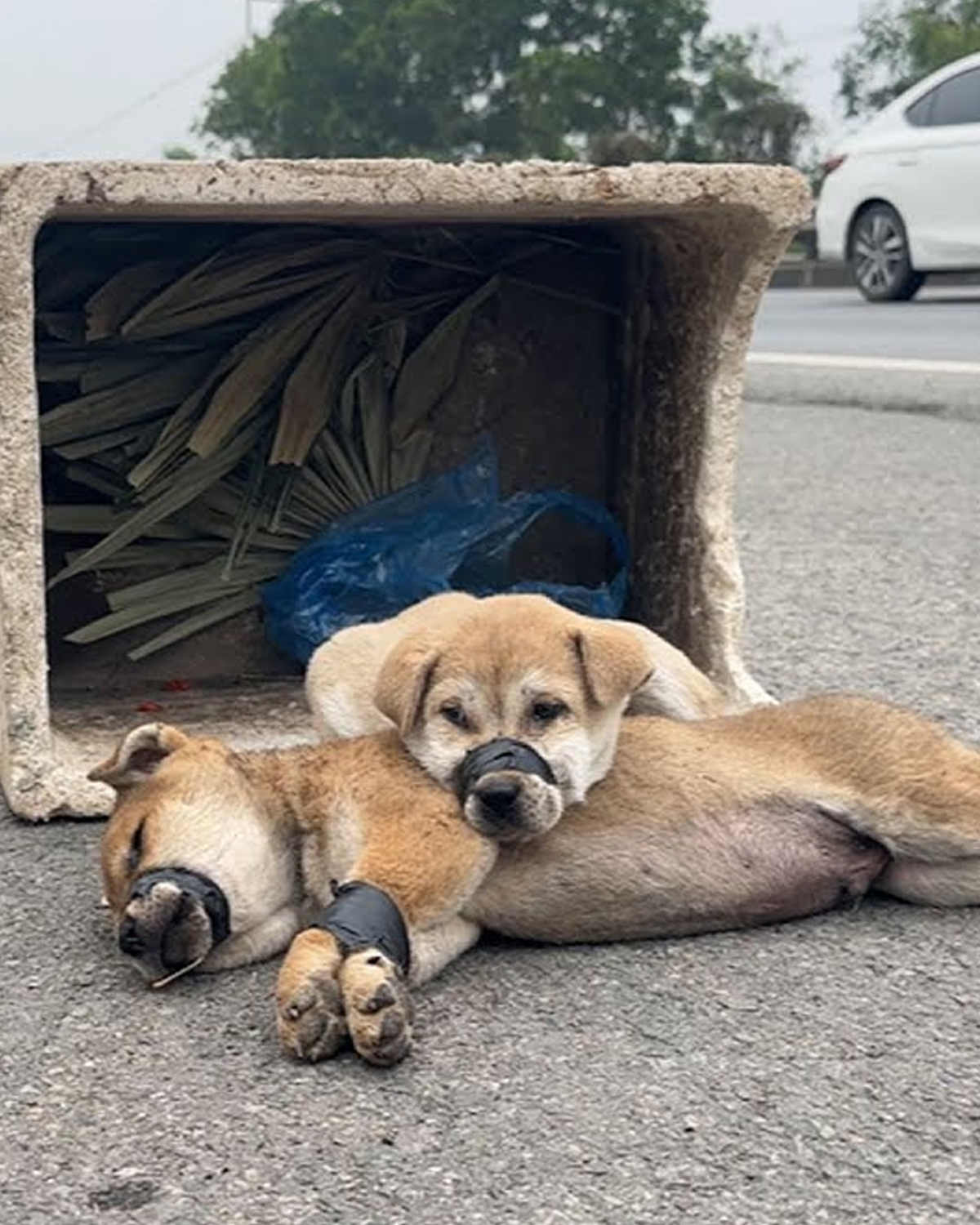 Amazing rescue Two puppies abandoned, watch rescue team pull off ...