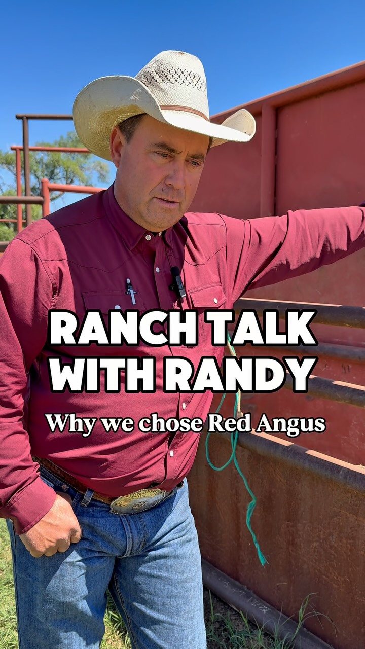Ranch Talk with Randy: Why we chose Red Angus #mcentireredangus # ...