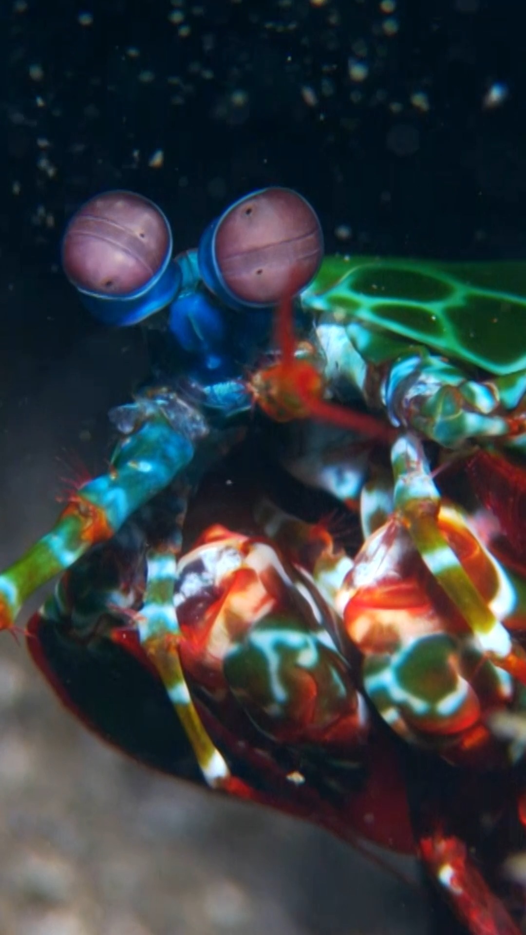 Mantis shrimp eyes are absolute marvels of evolution! Did you know that ...