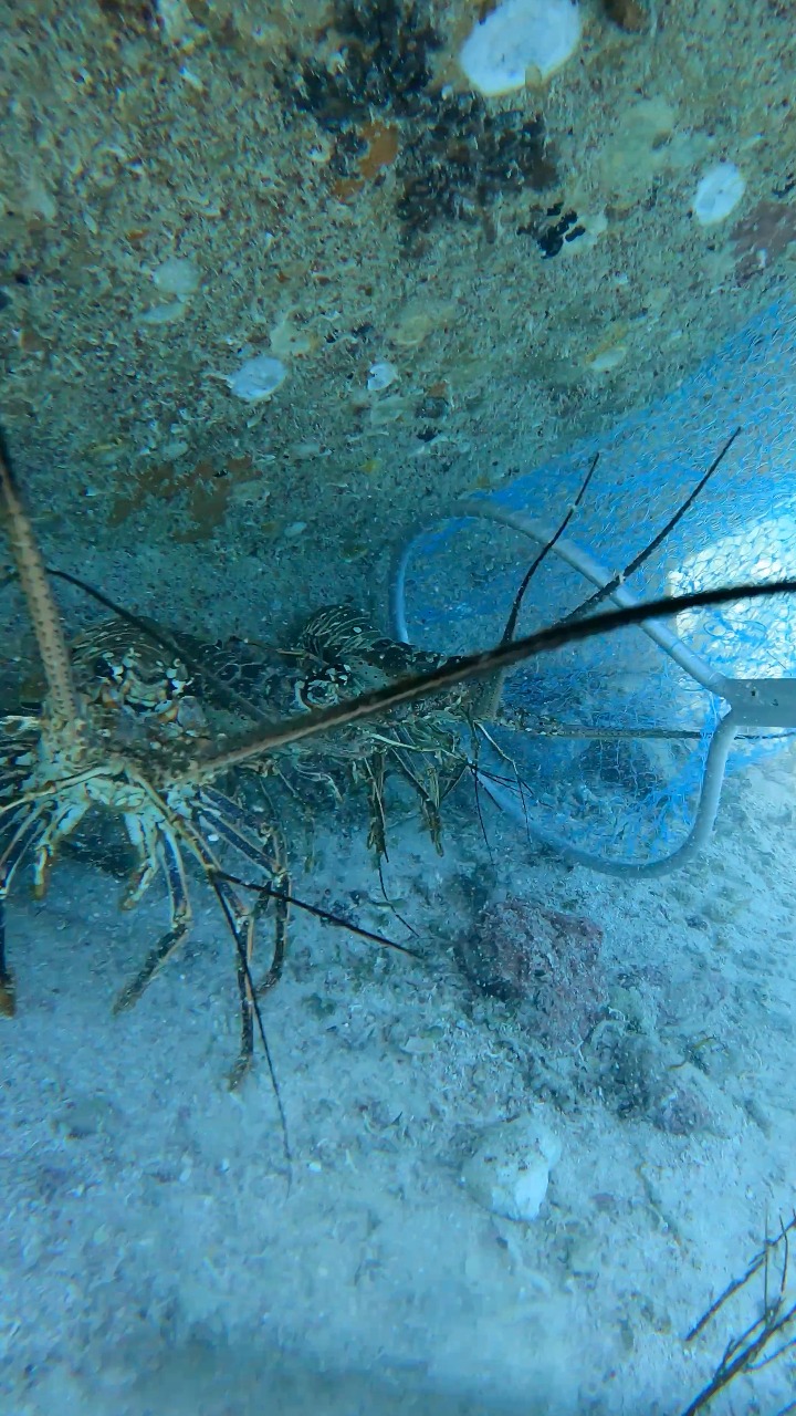 How to catch lobster 🦞 #pescadoresdevigiachico #fishing #lobster # ...