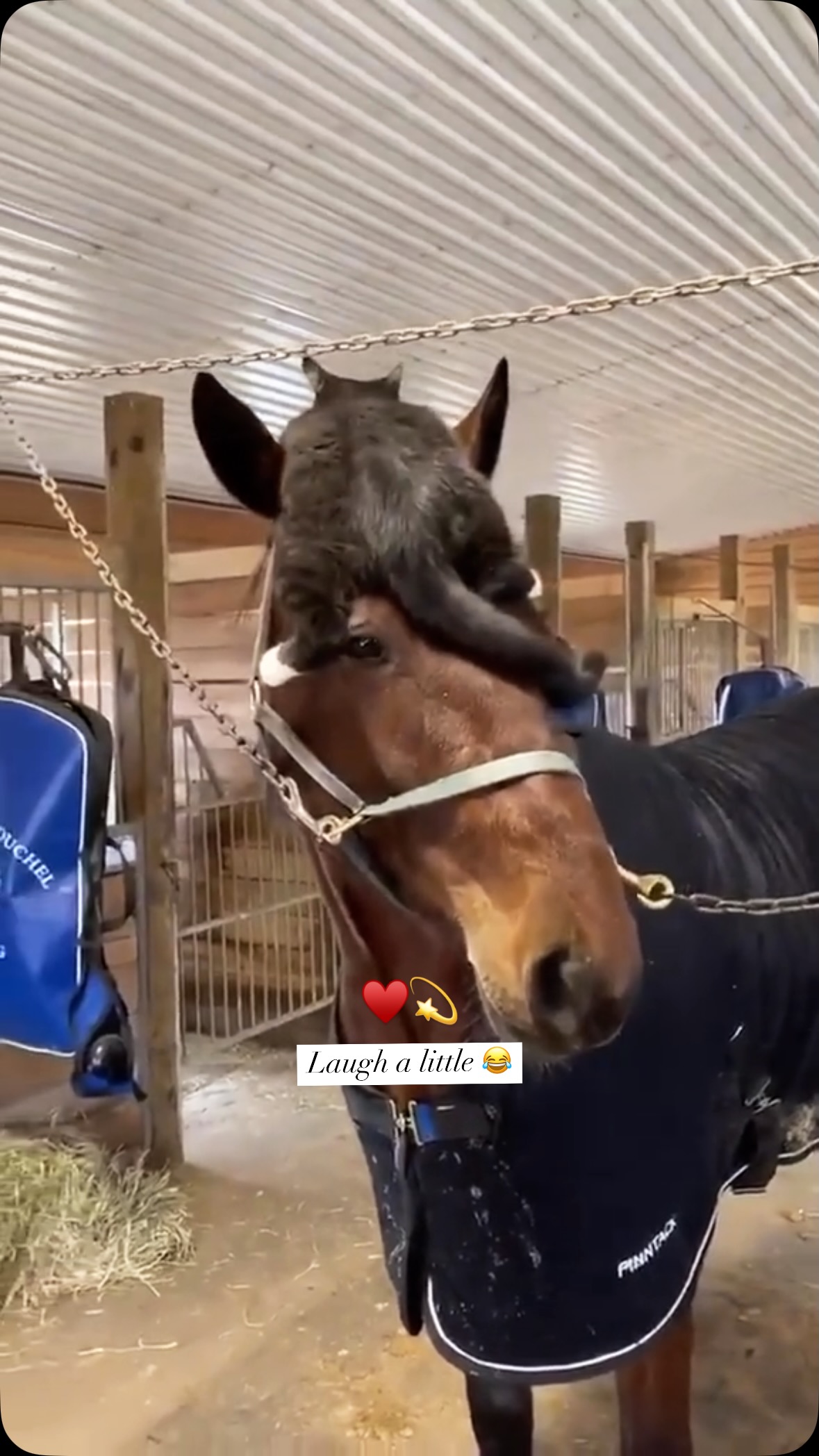 Cats and Horses - - #cat #horse #animal #viralreel