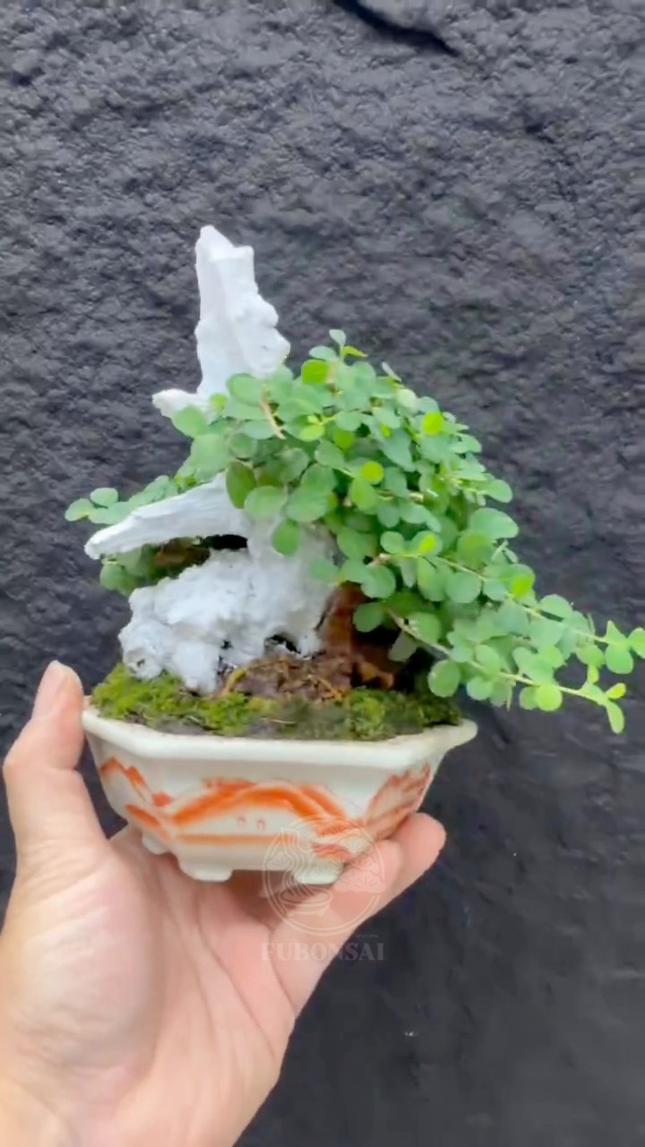 富盆栽Fubonsai 盆栽直播| Taipei