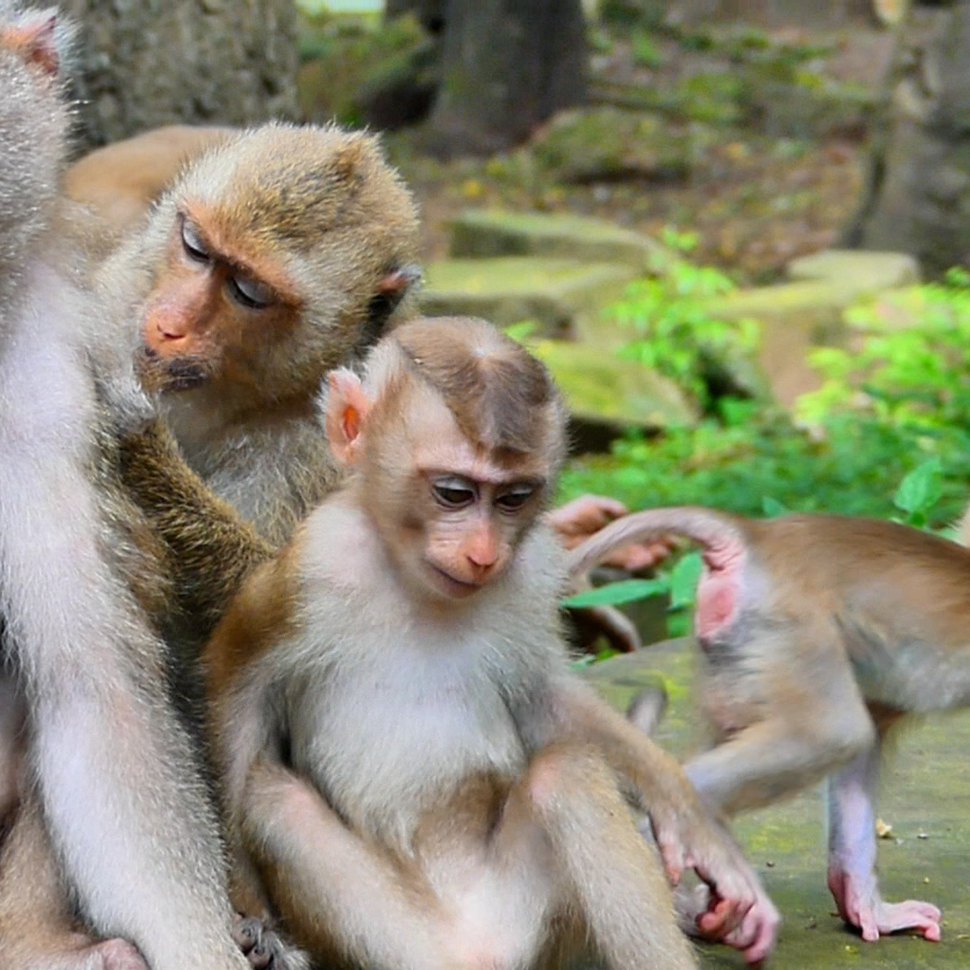 Wow! It's incredibly cute to see those baby monkeys having a fun time ...
