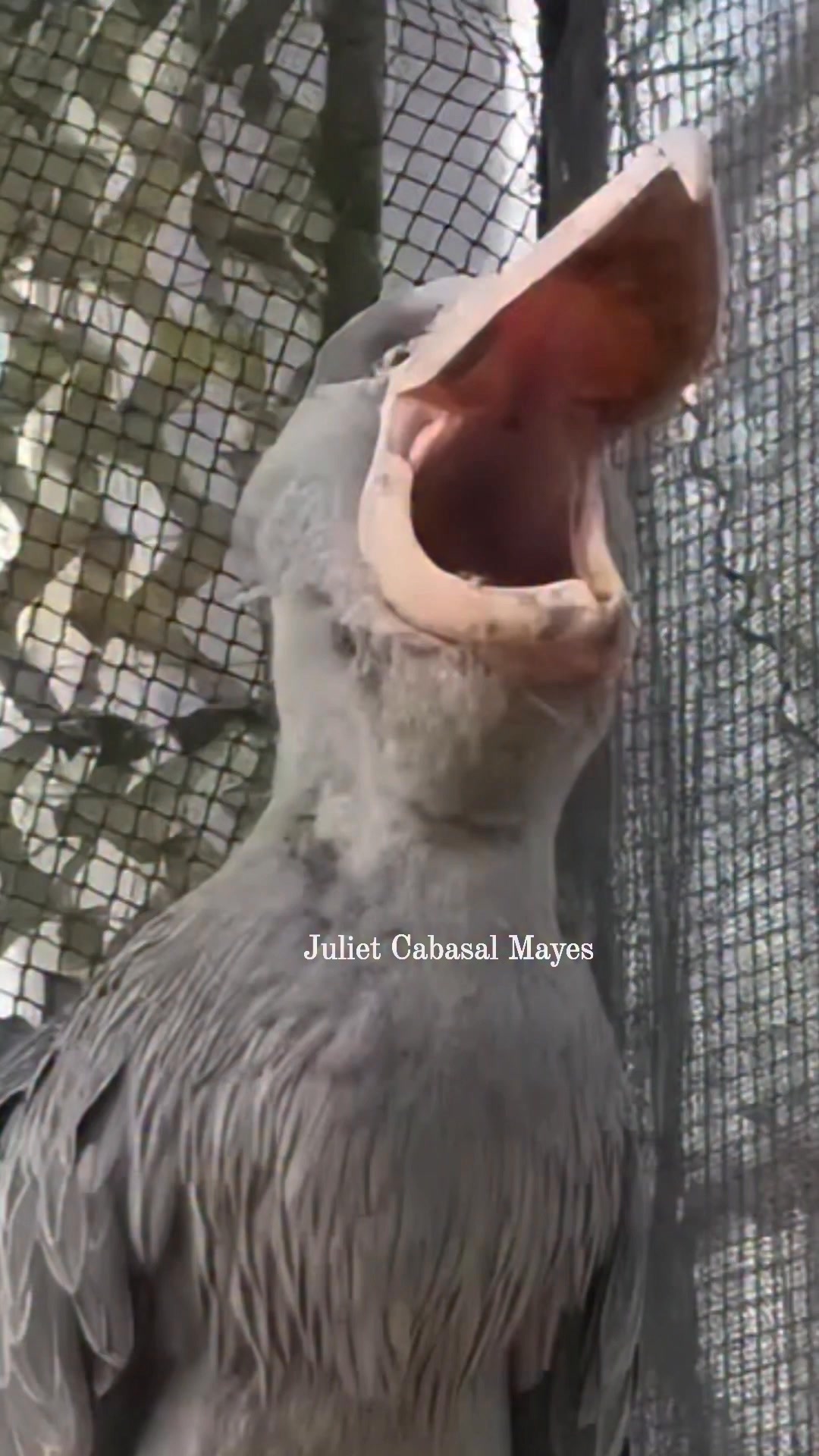 Shoebill Clapping Beak Sound😊#birdlife #birds #shoebillstork # ...