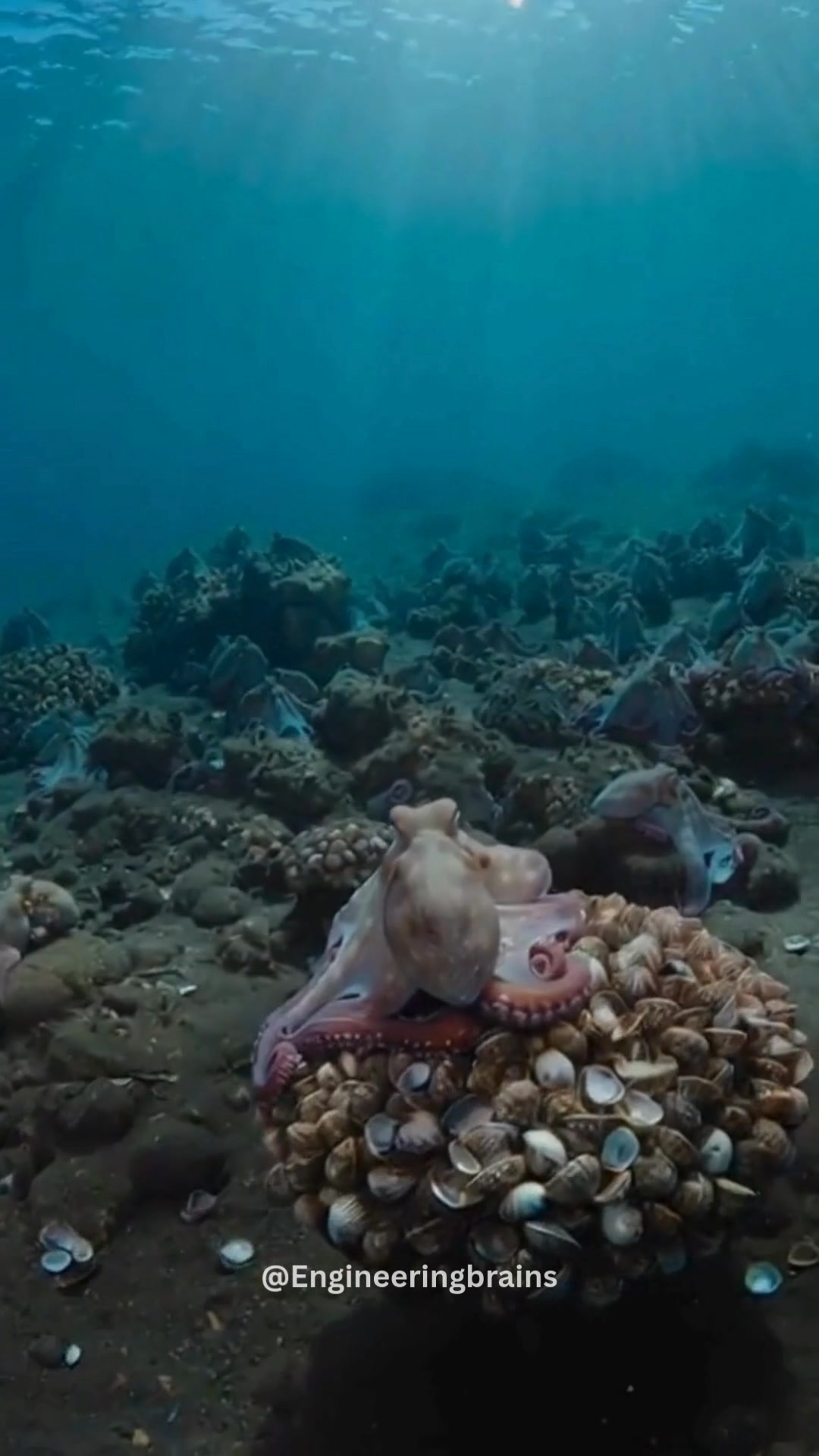 Marine scientists have uncovered something once thought impossible: an ...