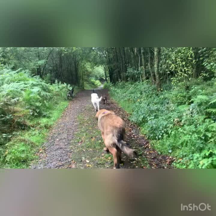 We were having a gentle walk before Bugs, Eric, Luna, Ronnie, Rufus and ...