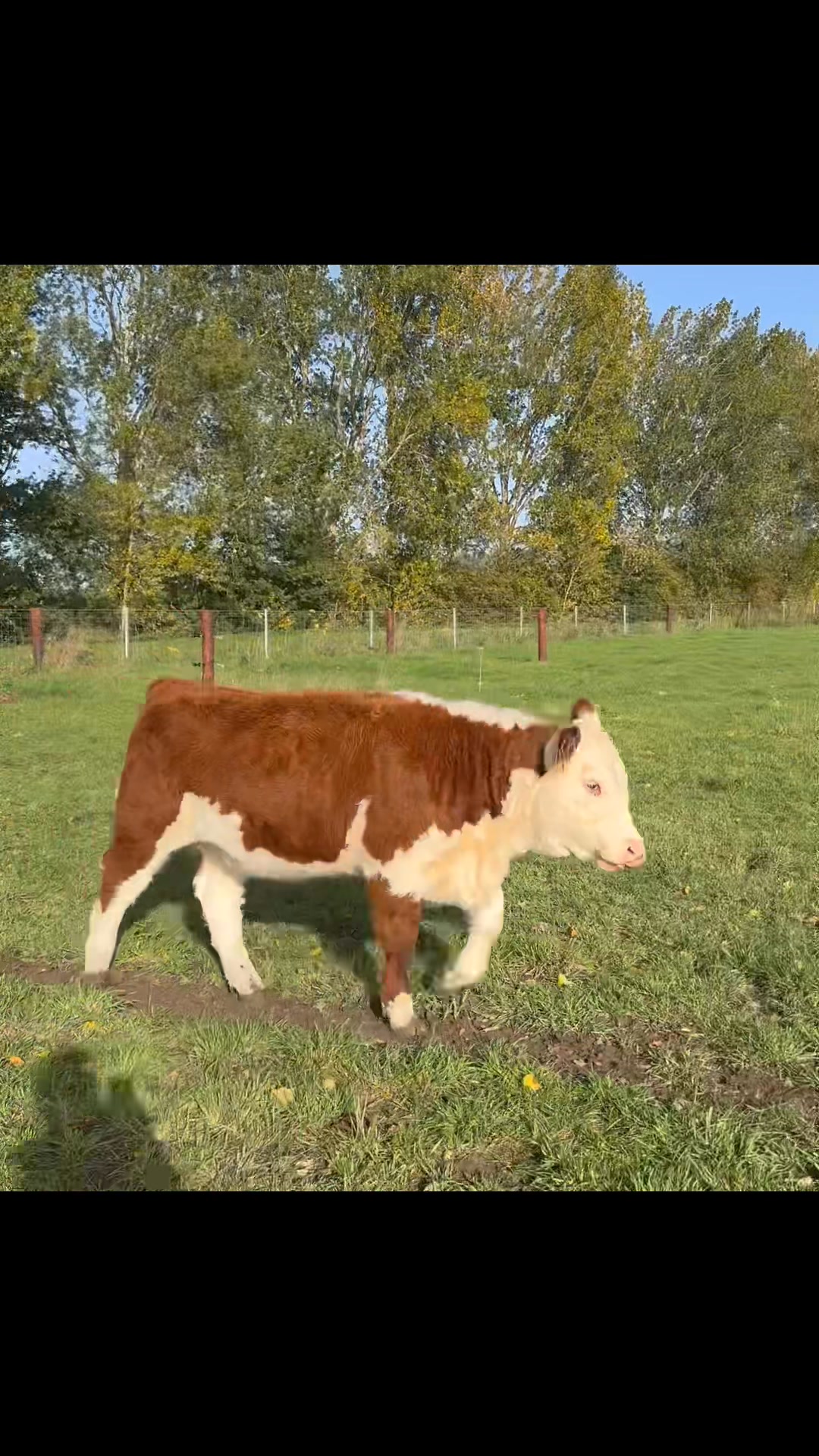 Two March born spring heifers sired by Vantastic. 1 out of horned cow ...