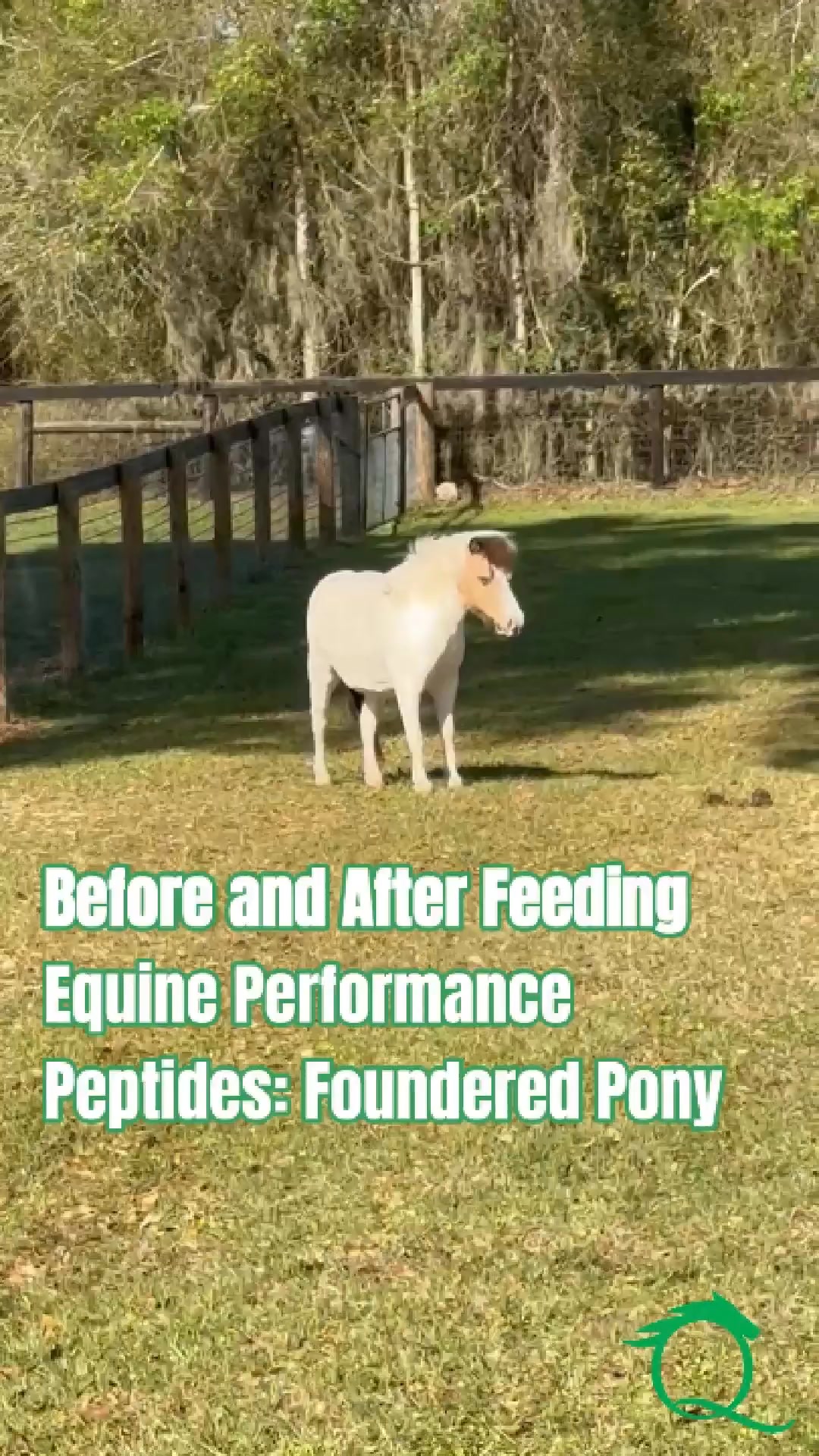BPC 157 for horses: benefits and safe use guidelines
