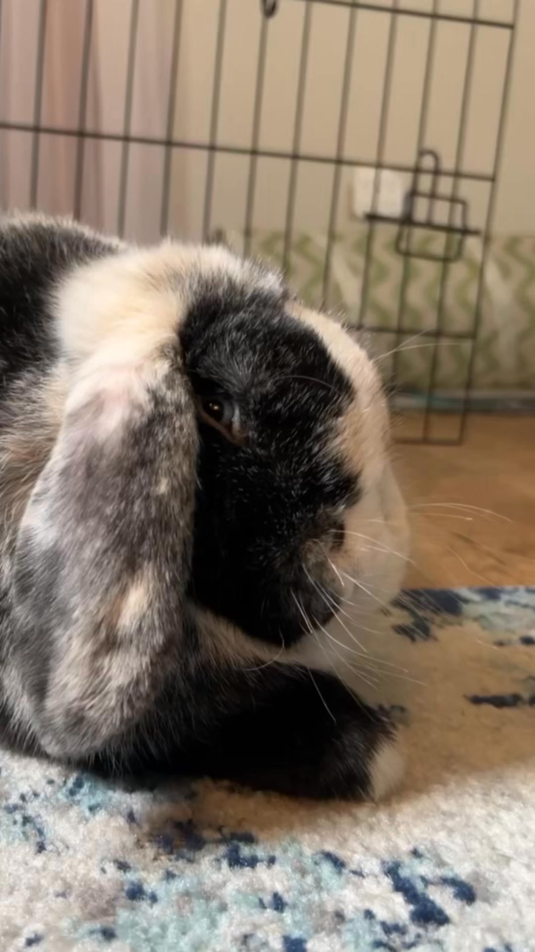Ever wake up in the morning… 🐰🩵 #cutebunny #minilopadventures # ...