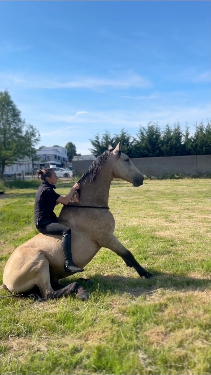 3ème séance 1er debout au galop avec les yeux bandés et 1ère fois en ...