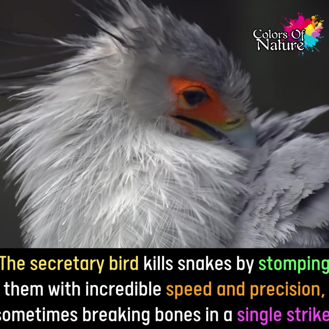 Secretary bird | Colors Of Nature | Facebook