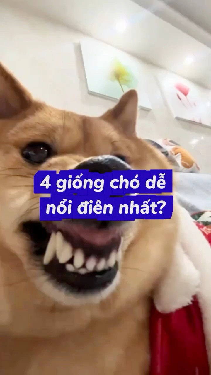 Bạn chưa biết điều này… 4 giống chó dễ nổi điên nhất. 🐶 #motcuclong # ...