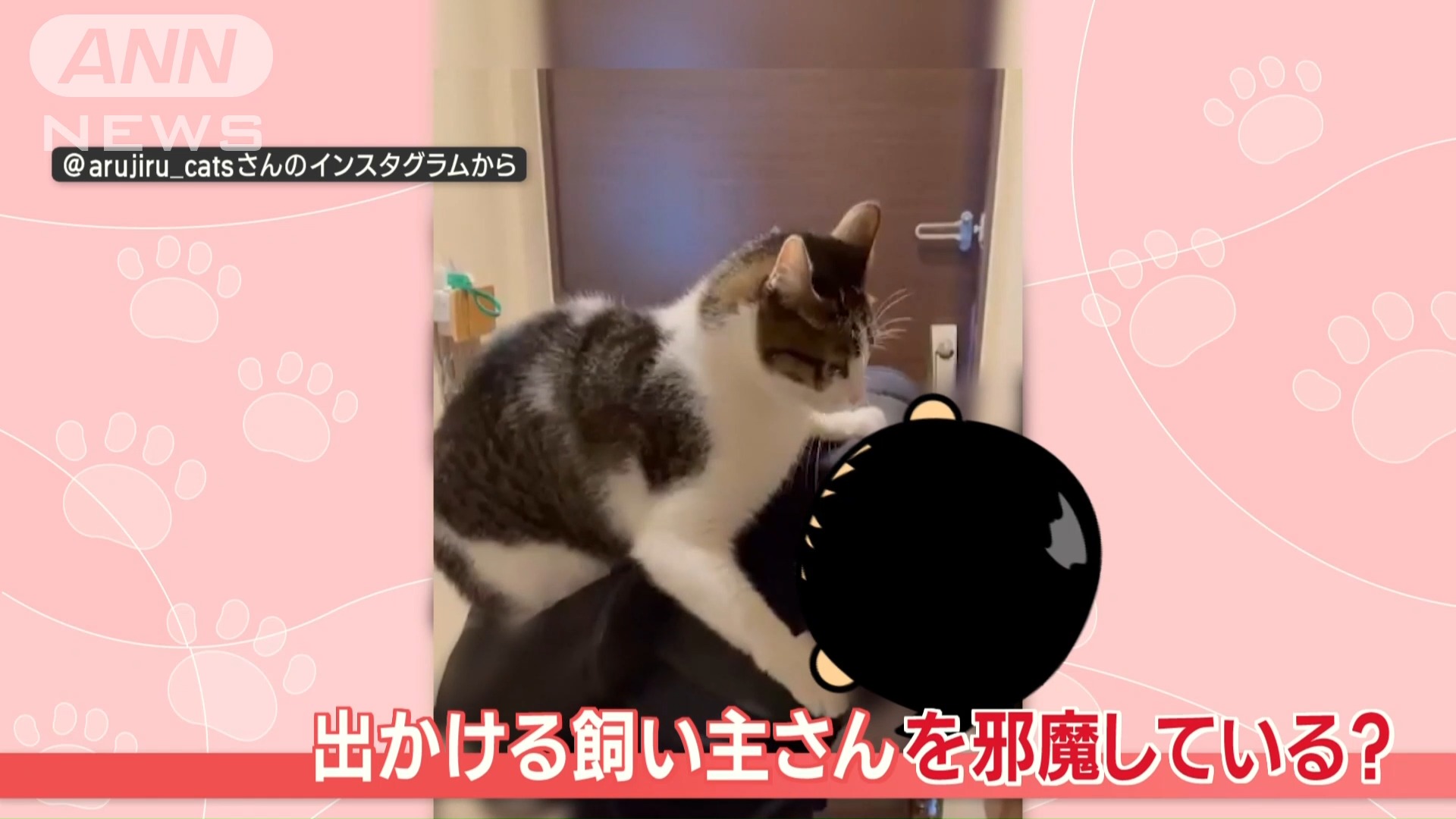 出かけようとすると、あることをする、ネコちゃんです。 飼い主さんの
