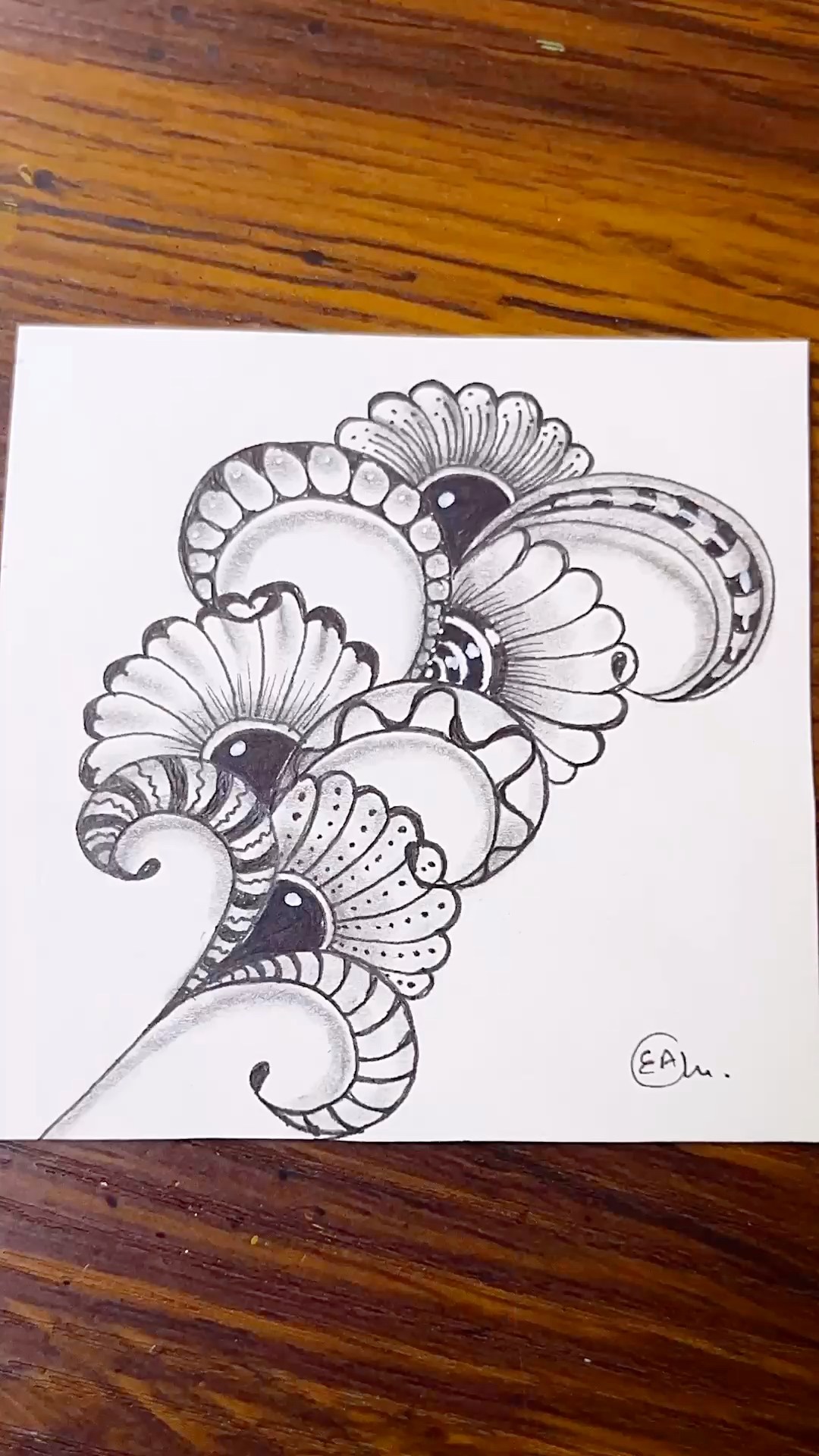 Zentangle Pattern-Peek A Boo Daisy By Tricia Long | Drawing Tutorial ...