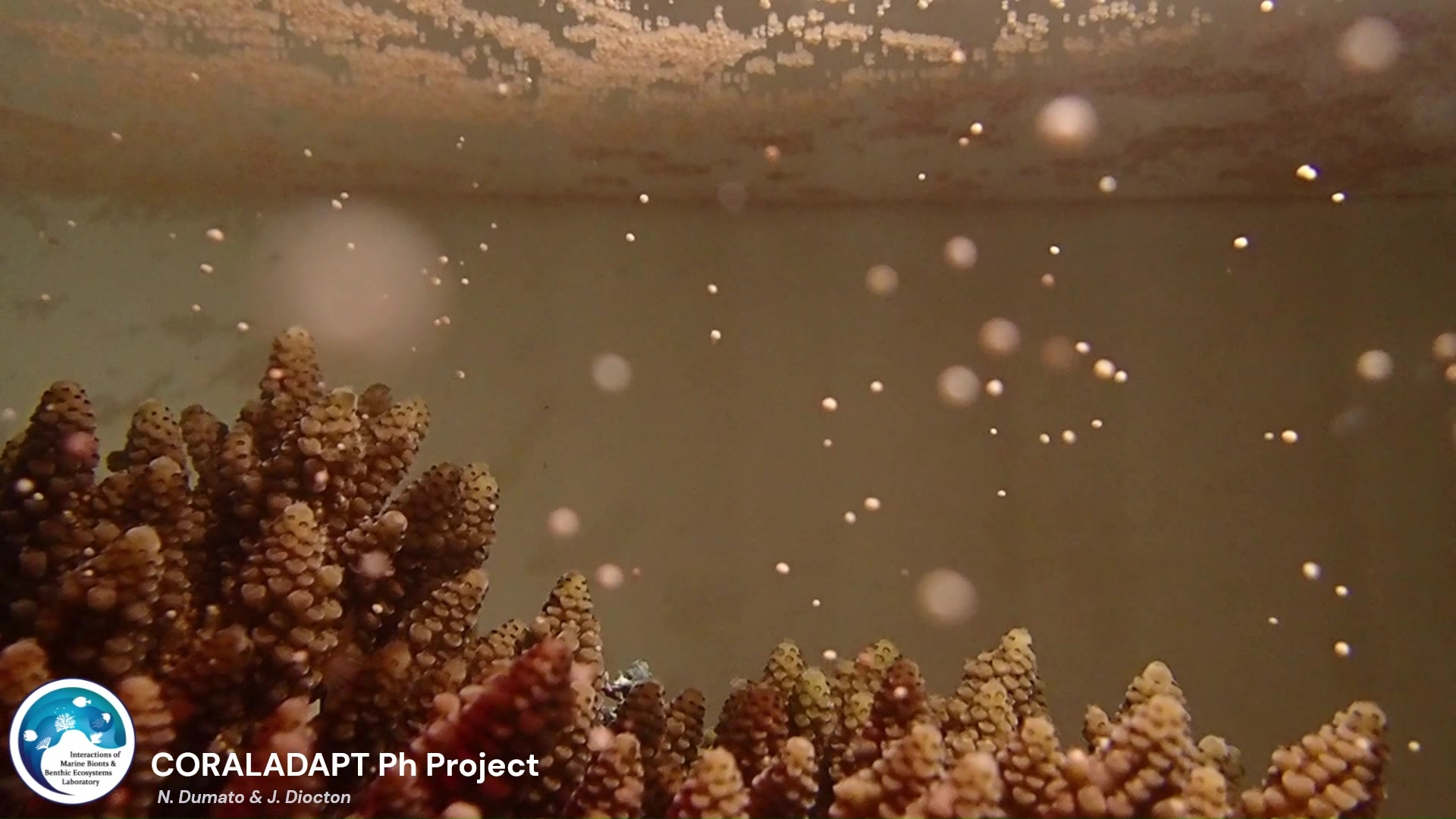 It's coral spawning season!... - UP Marine Science Institute | Facebook