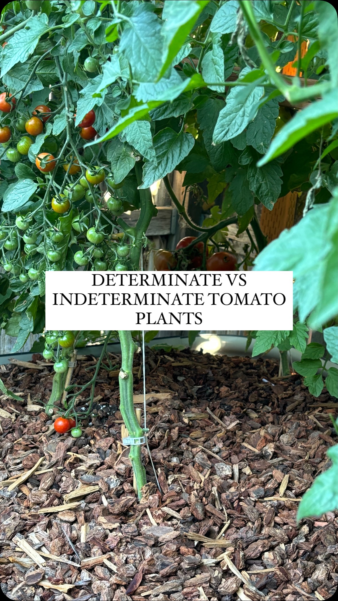 Know the difference between determinate and indeterminate tomato plants ...