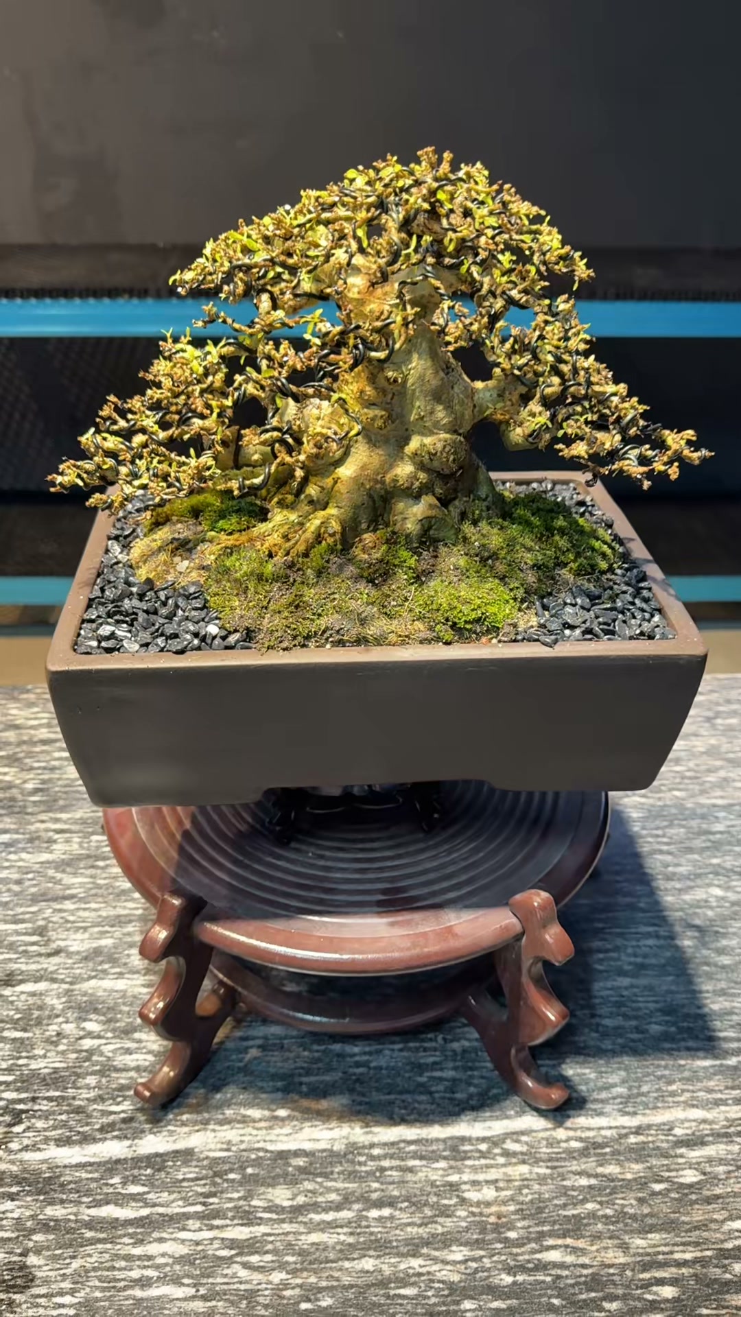 JB Bonsai 聚宝盆- JB Bonsai 聚宝盆added a new photo.