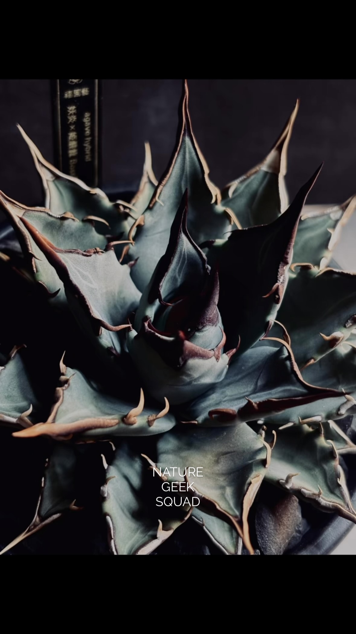 Agave Hybrid 妖炎×姫厳龍 Boss産 ⁡ @fukuengei_japan