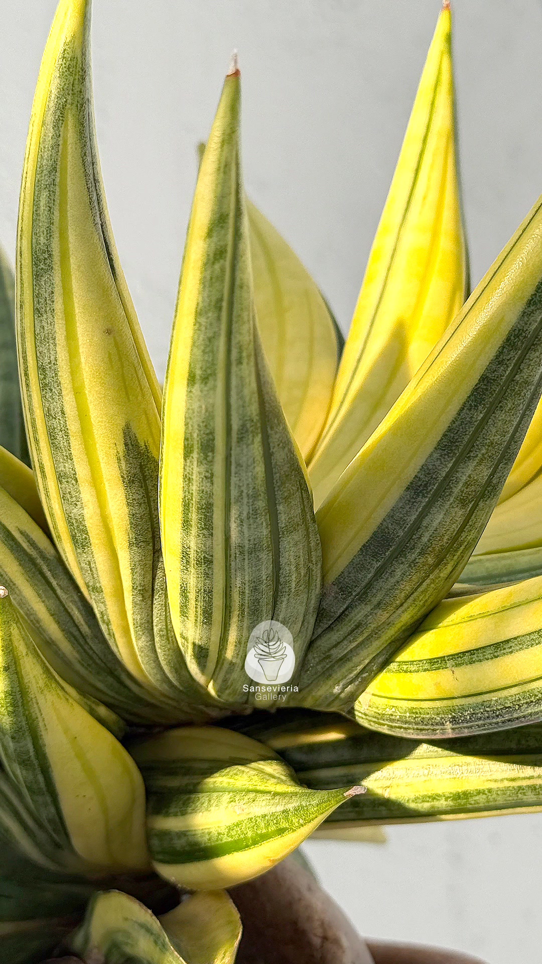 Sansevieria black pearl variegated plant