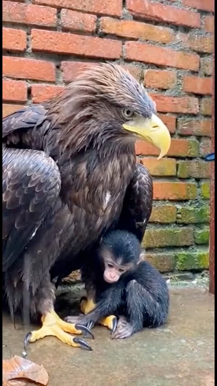 You won’t believe who this baby monkey’s new protector is! 🦅🐒 A bond ...