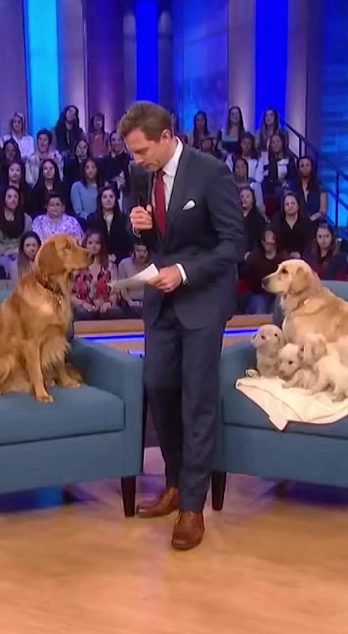 Live talk show footage captures the most emotional moment in dog ...