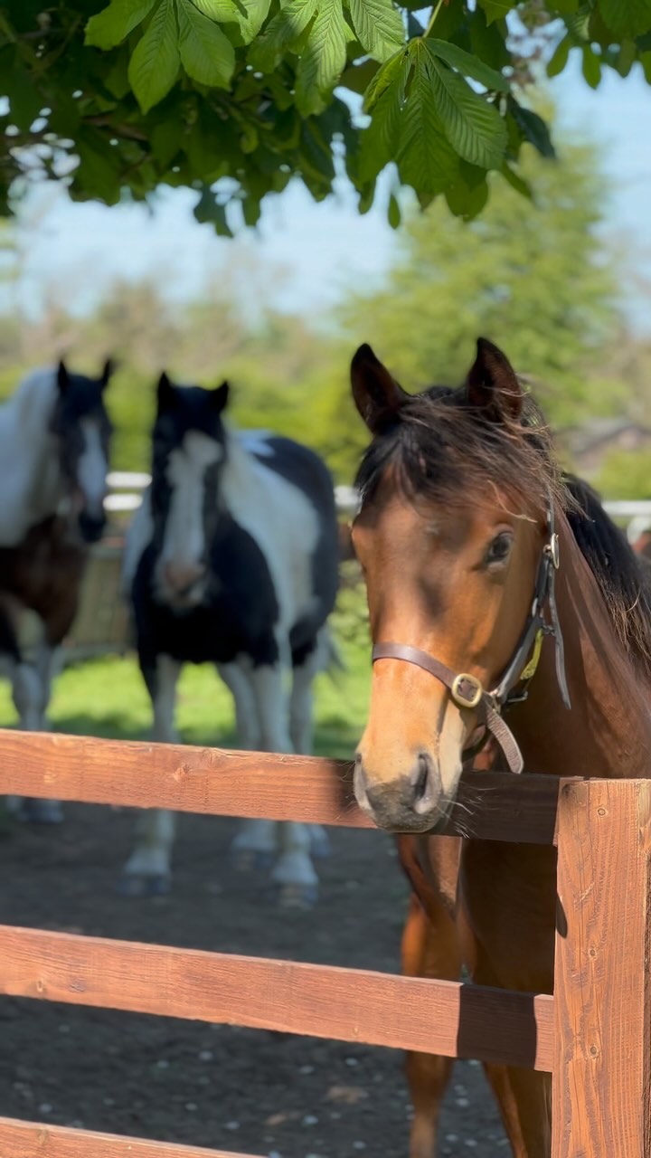 A beautiful May morning at Sun Hill #behindthescenes #racehorse # ...