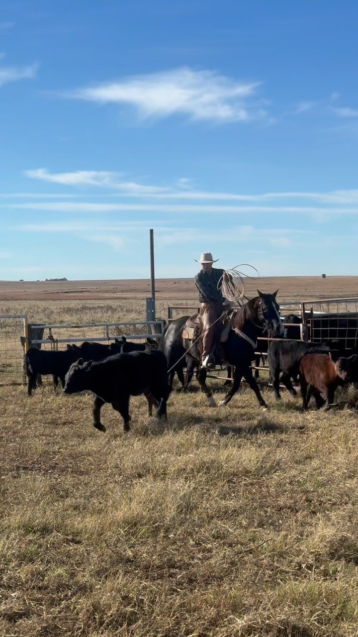 Snag and drag with the Hisels. Branding day 1 in Kansas. #kansas #rope ...