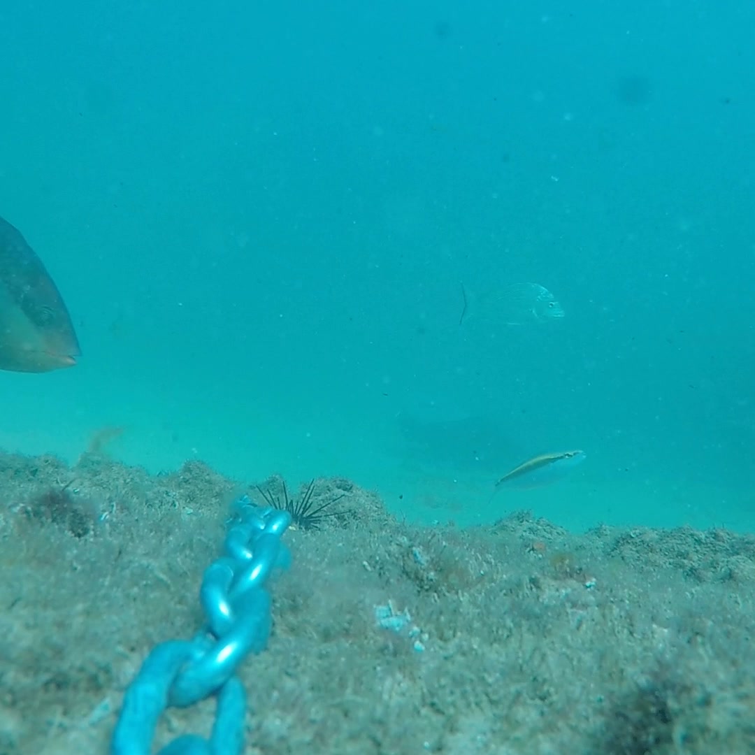 In Jess Nguyen’s urchin tethering study, one striking result was the ...
