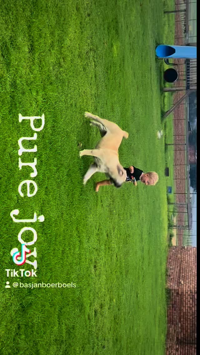 Pure joy at Basjan Boerboels with Panser and Liela #basjanboerboels # ...