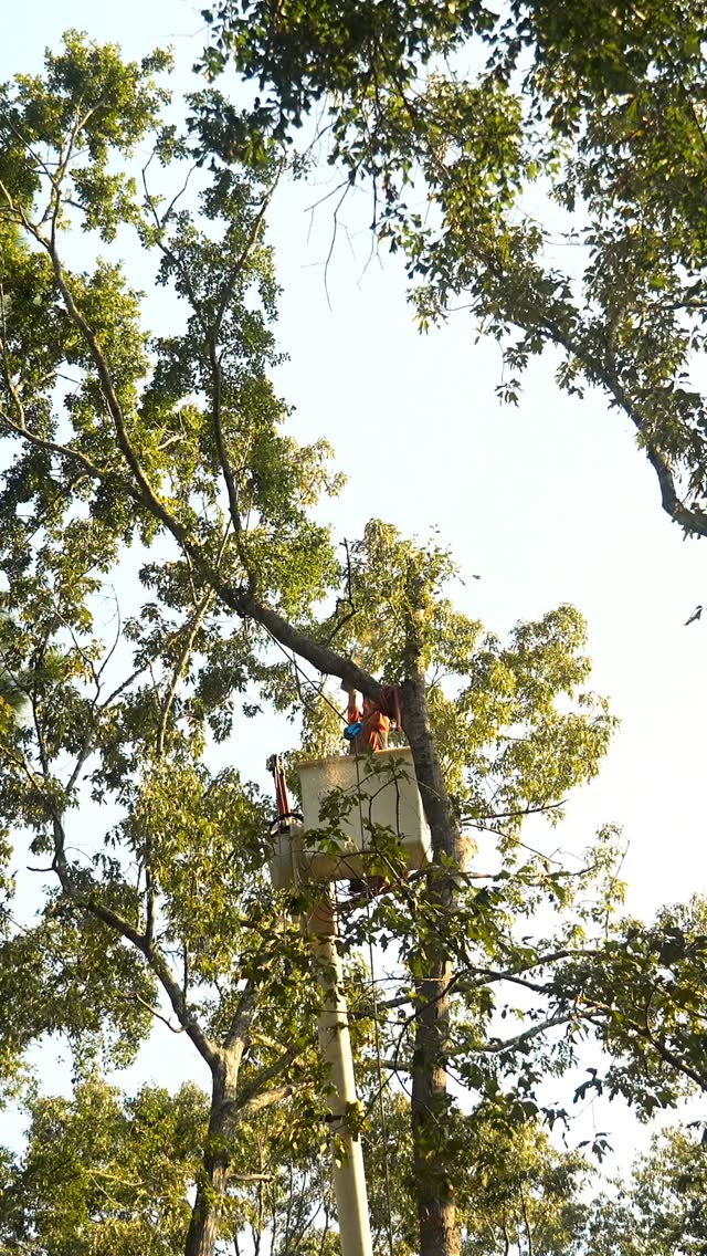 Another day, another tree being taken down 🌲🤙🏼🇺🇸 | Summit Tree and Land ...