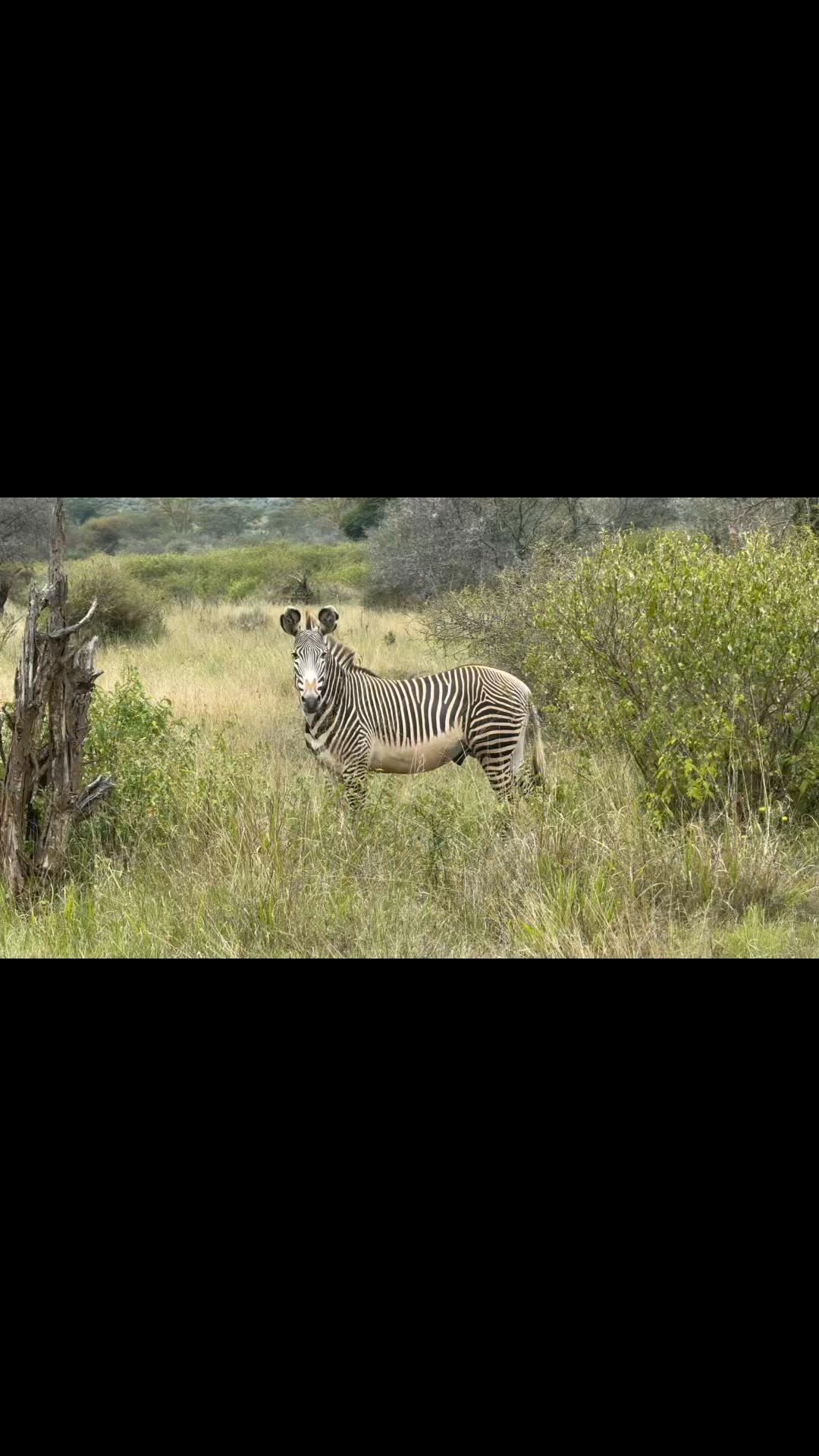 Seen while riding along the #KBO (the Kenya bike odyssey) - a Grevy’s ...