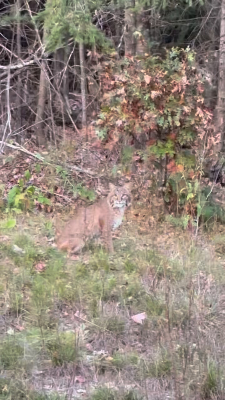 The Northern Way of Life | We have been seeing a few Bobcats in Trego ...