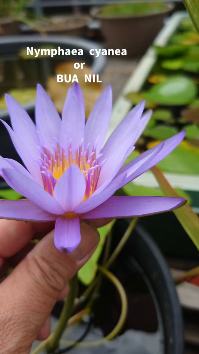 Nymphaea cyanea or BUA NIL 綺麗な青だ！ #植物好きな人と繋がりたい