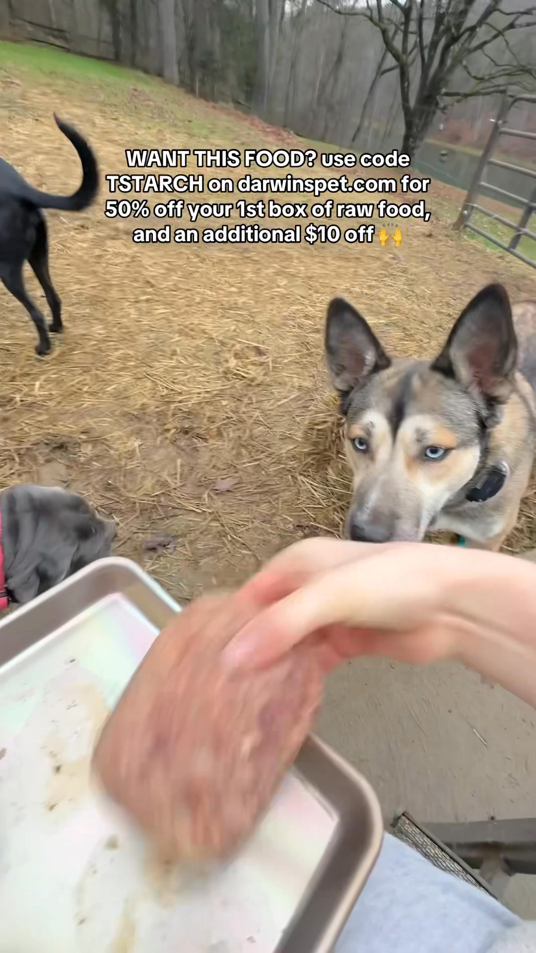 Calling my 4 dogs individually before raw breakfast 🐶🥩 WANT THIS FOOD ...