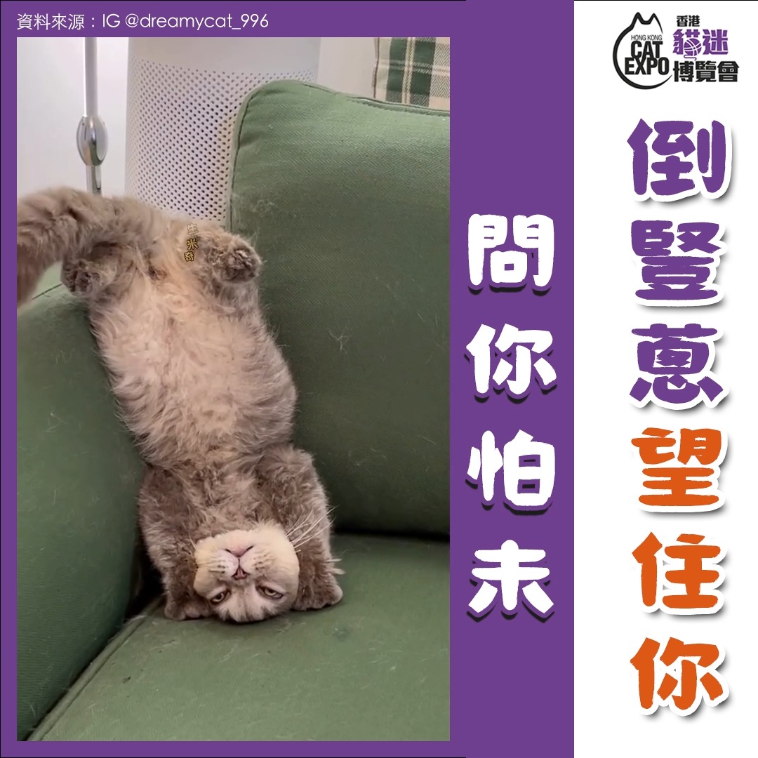 香港貓迷博覽會 Hong Kong Cat Expo