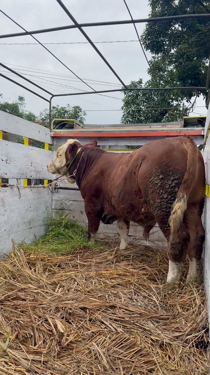 Langsung laku 240 juta ‼️ sapi peranakan sendiri juara 1 kontes🔥 ...