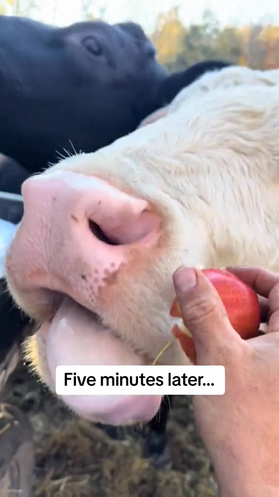 #rufusthebull #bull #cow #countrylife #family | Rufus The Bull | Facebook