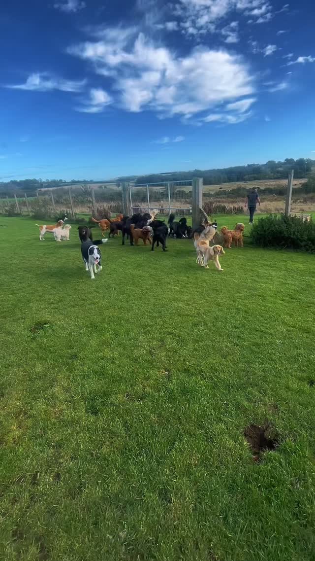 Busy Monday at Sandy Paws How many paws do you think we’ve looked after ...