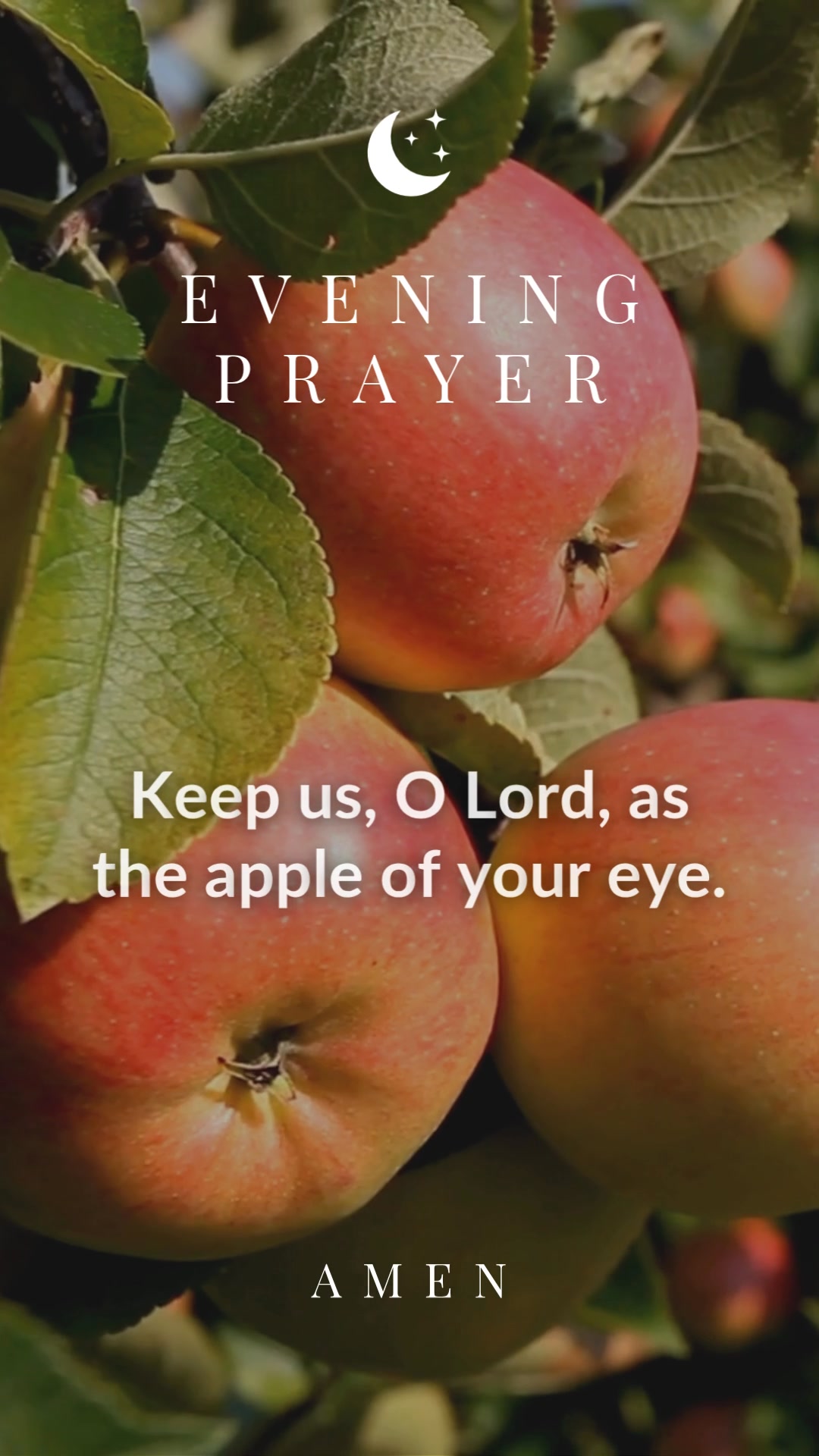 Keep us, O Lord, as the apple of your eye. 🙏🌙#catholicprayer # ...