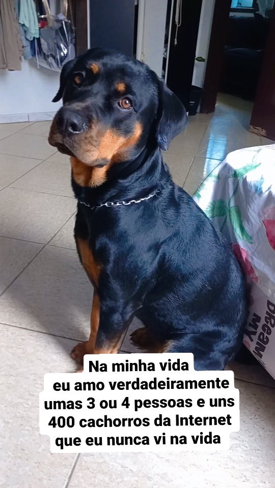 Quem mais ??? 🤭 #ROTTWEILER #rottweilers #rott #rottweiler #FORYOU #fy ...