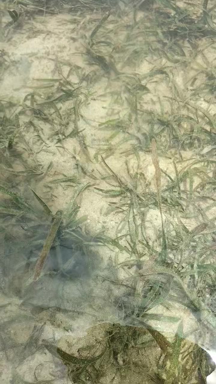 Hunting wasay-wasay clam shell #seashorevibes #seaadventure #seafood # ...