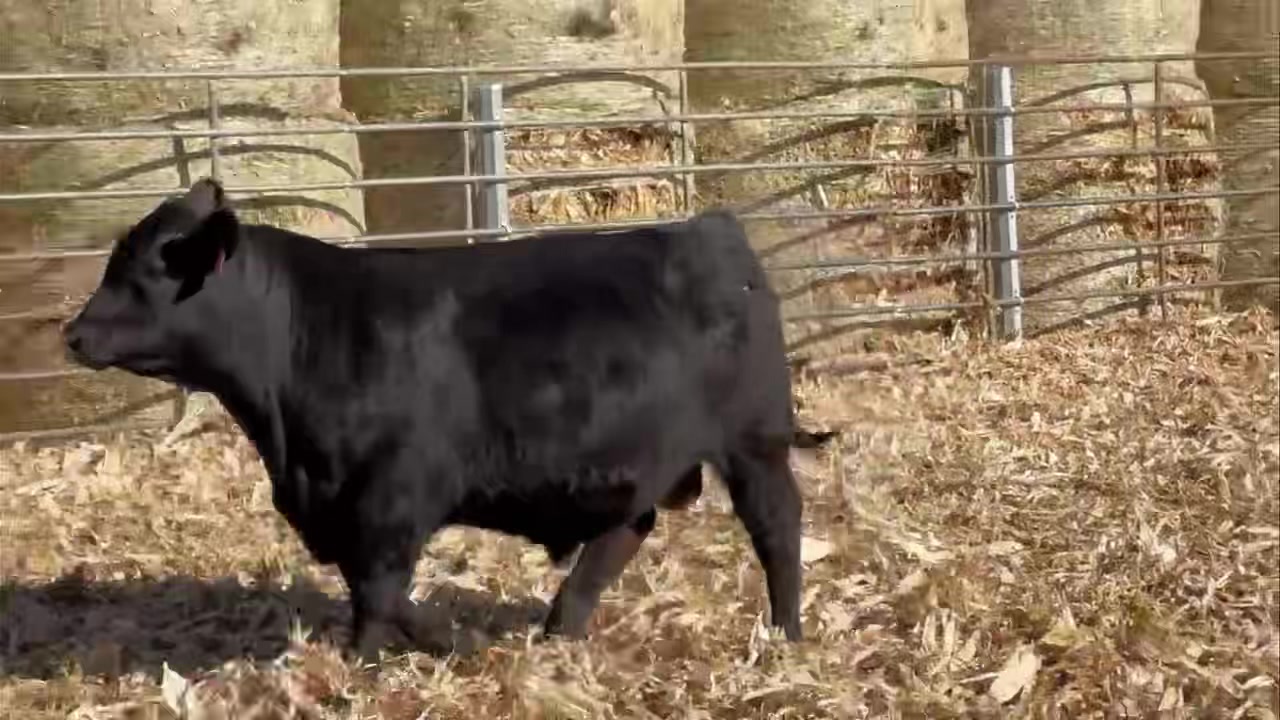 Wilkinson Ranch Inc | Lake Preston SD