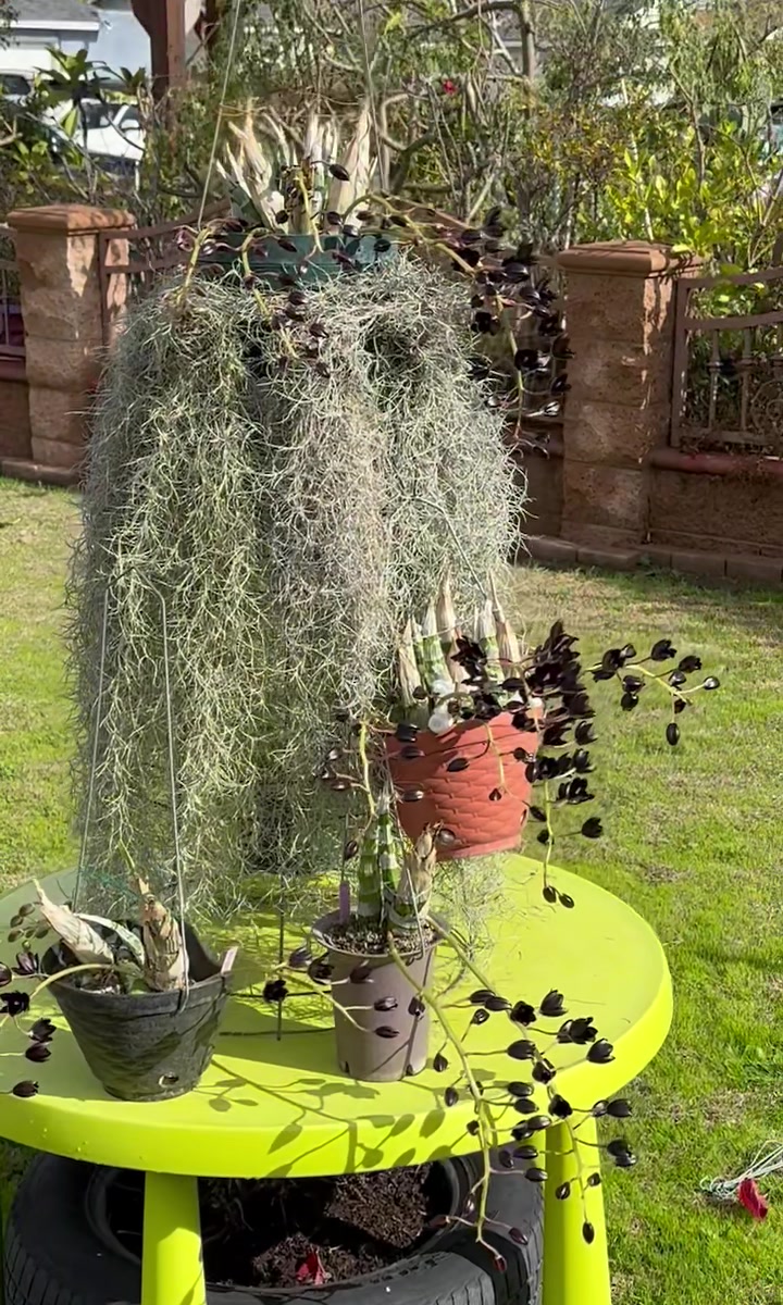 Unusual clonal mutation of SVO Black Pearl orchid