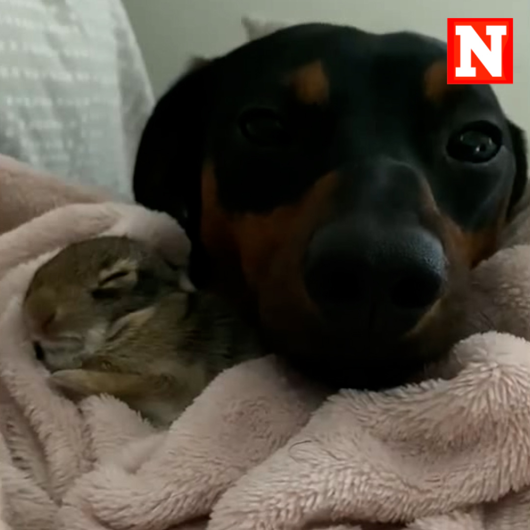 After Dachshund Gram's owners rescued a baby rabbit from their backyard ...