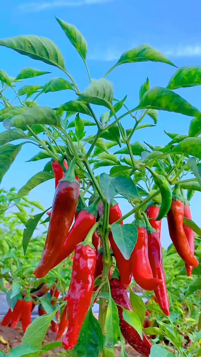 What is your favorite vegetable?🍇🍈🍉🍊🍋🍌🍍🍓🍒🍑🍐🍏🍎🥭🫐🥝🍅🫒🥥🥑🍆🥬🥒🫑🌶️🌽🥕🥔🥦🧄🧅🥜🫘🌰 ...